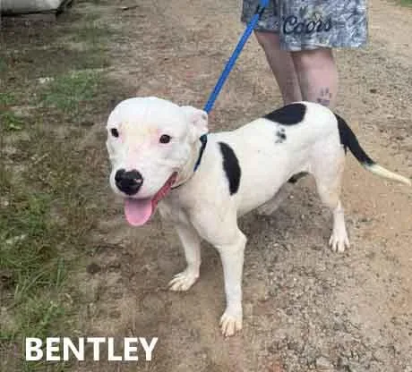 Bentley thumbnail 2