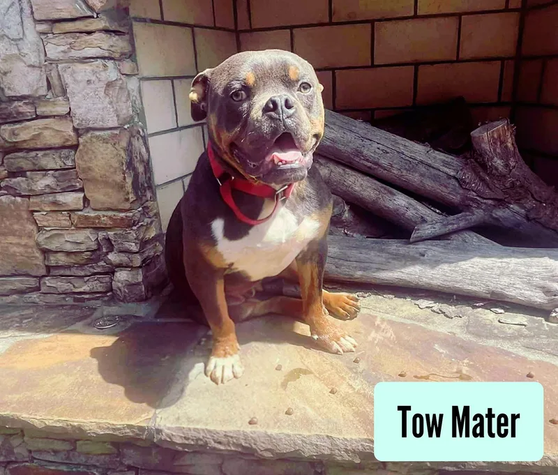 Tow Mater thumbnail 3