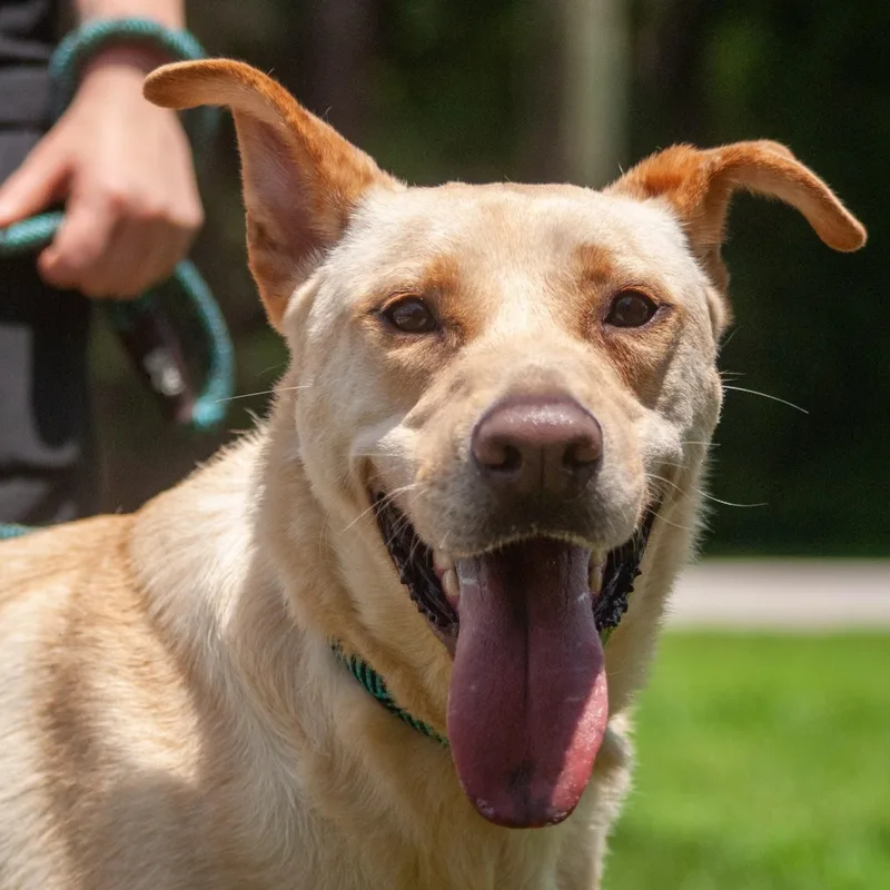 An adult large-sized male Apricot / Beige Labrador Retriever dog named Leeland for adoption in Houston, TX
