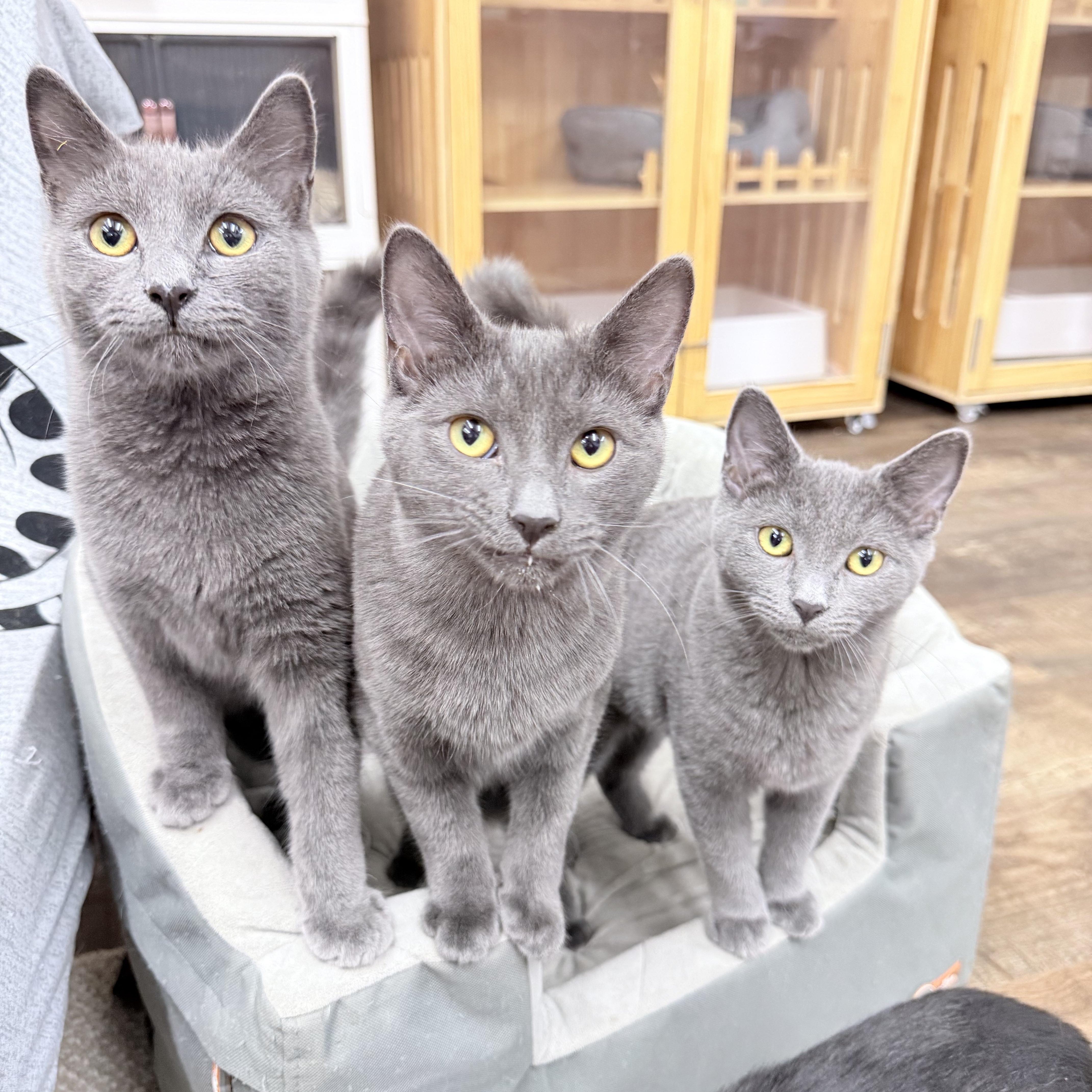 Chonathan  Chulianna And thumbnail 2