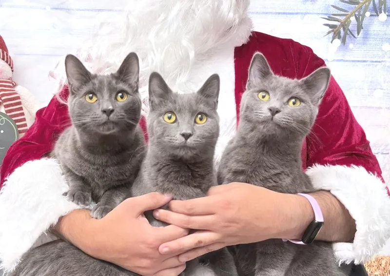 Chonathan  Chulianna And thumbnail 3