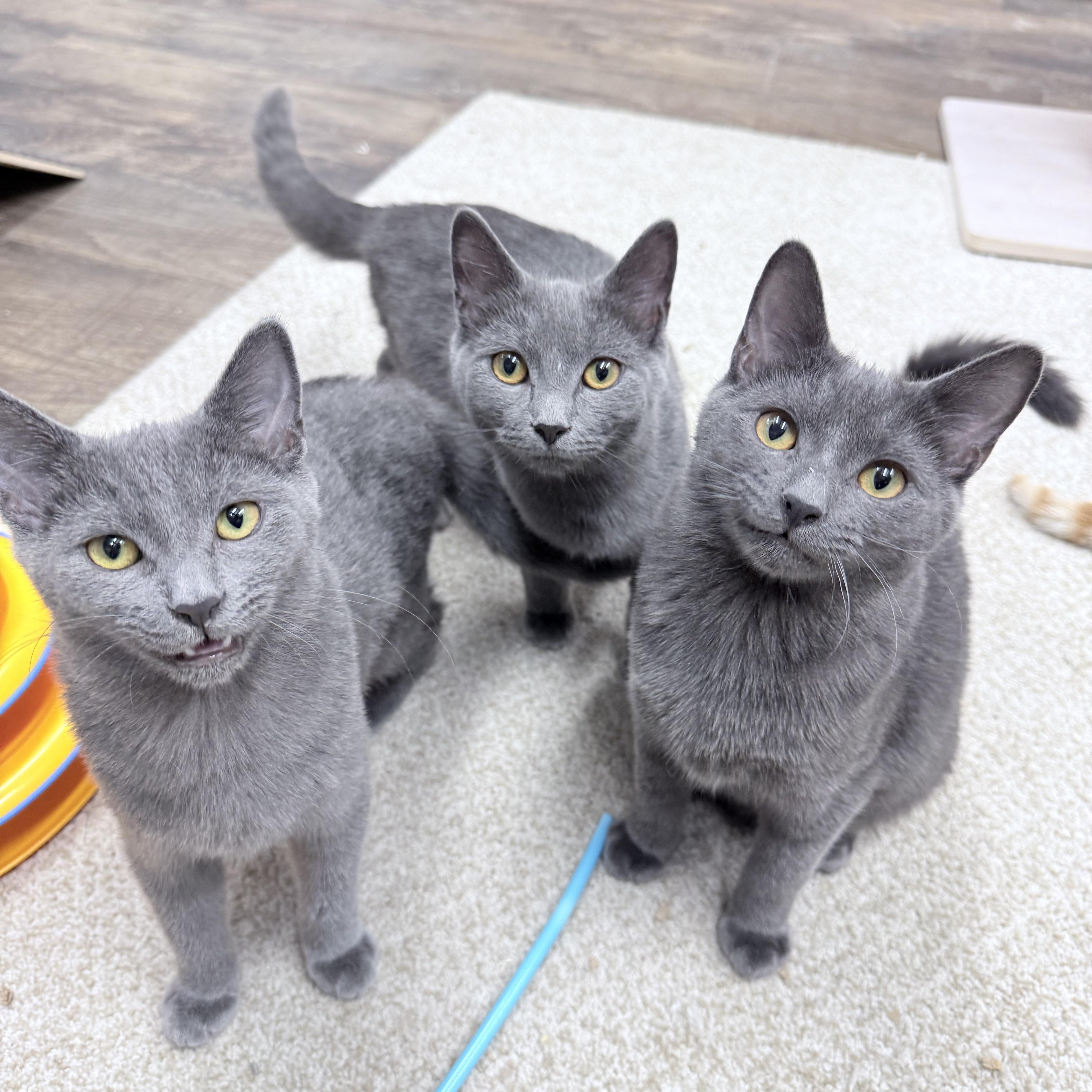 Chonathan  Chulianna And thumbnail 4