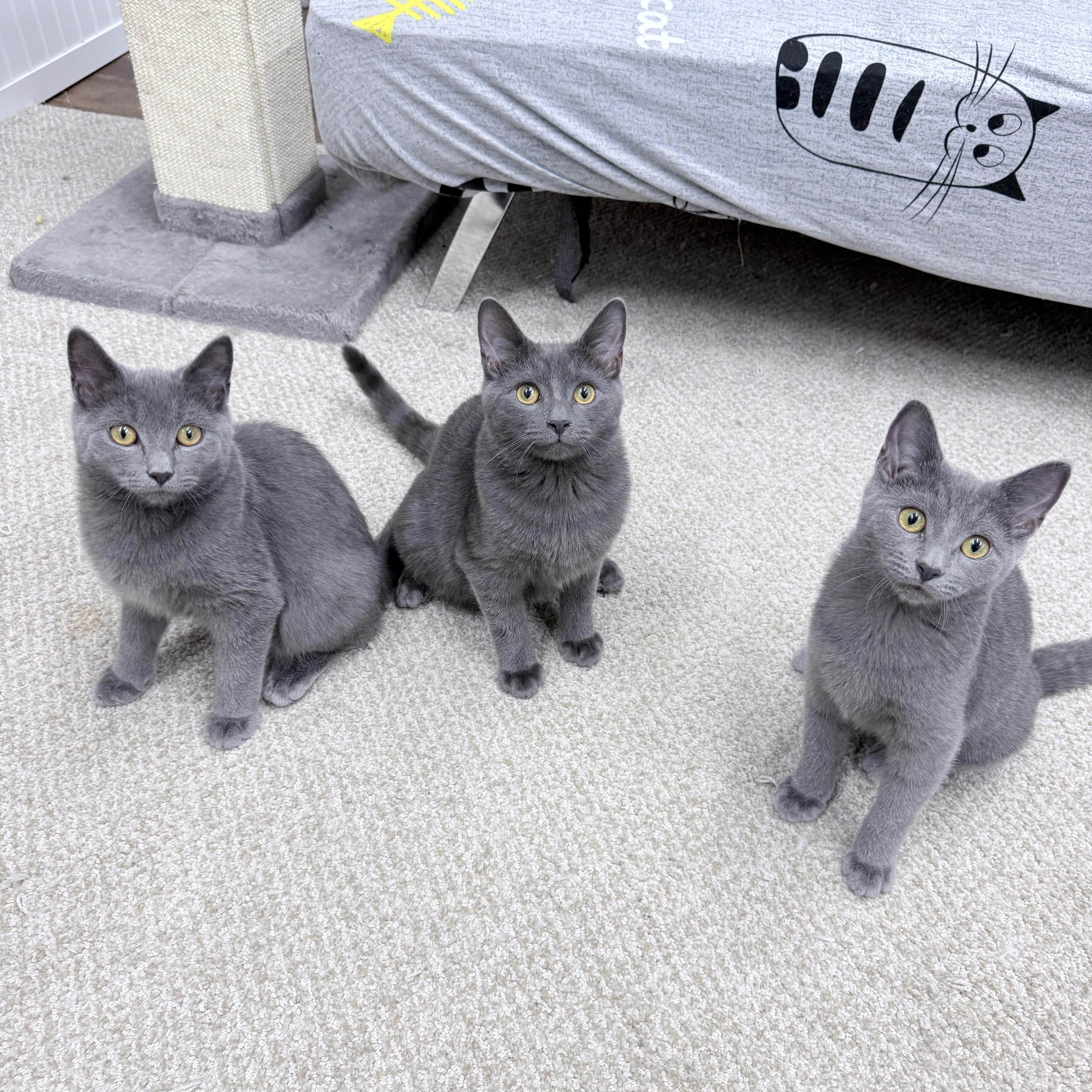 Chonathan  Chulianna And thumbnail 5