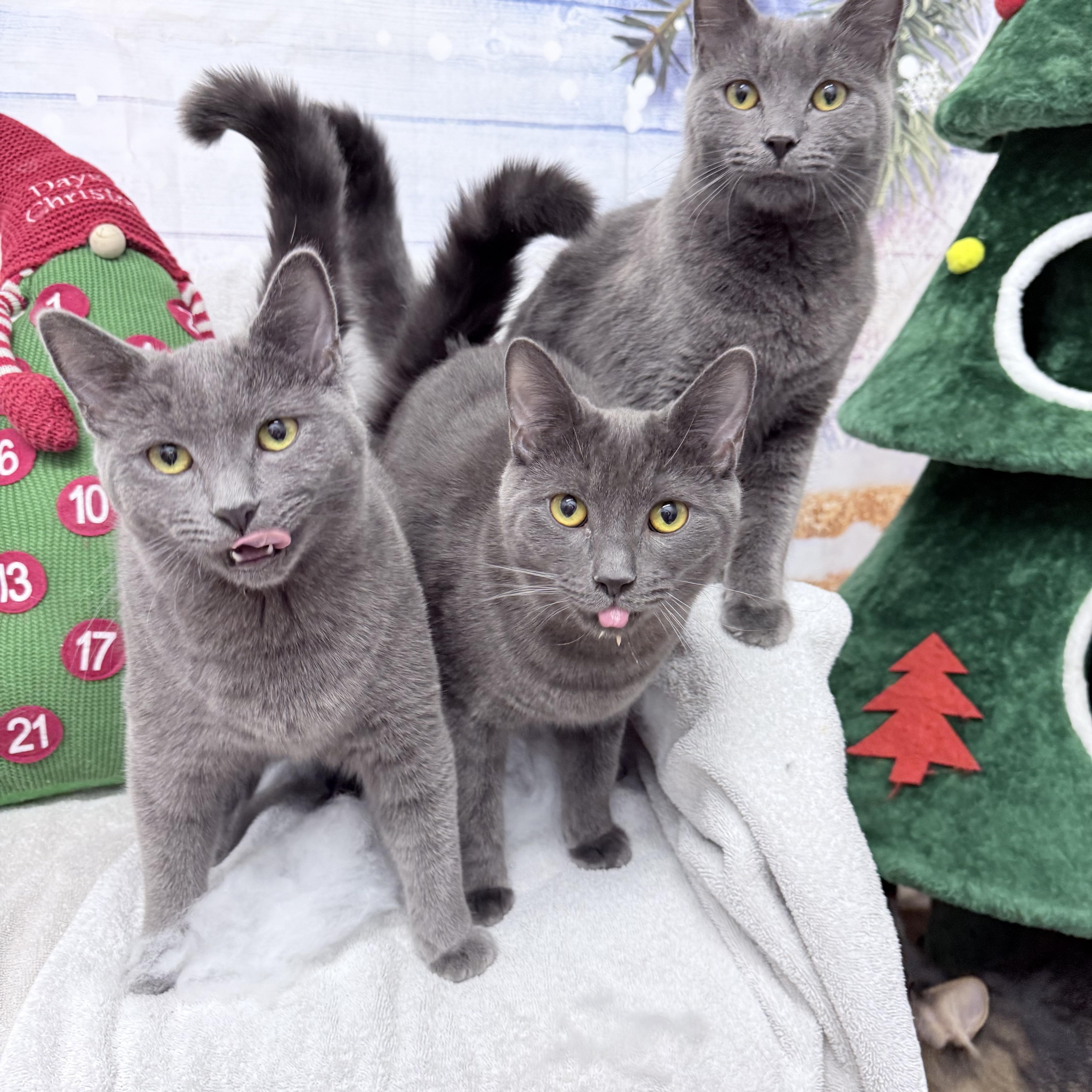 Chonathan  Chulianna And thumbnail 6