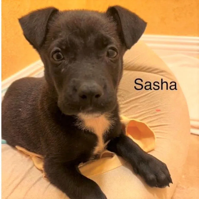 Sasha thumbnail 2