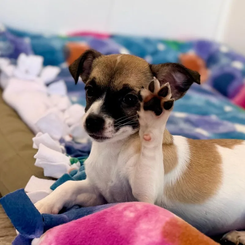 A baby small-sized female White / Cream Wirehaired Terrier dog named Mist for adoption in Green Bay, WI
