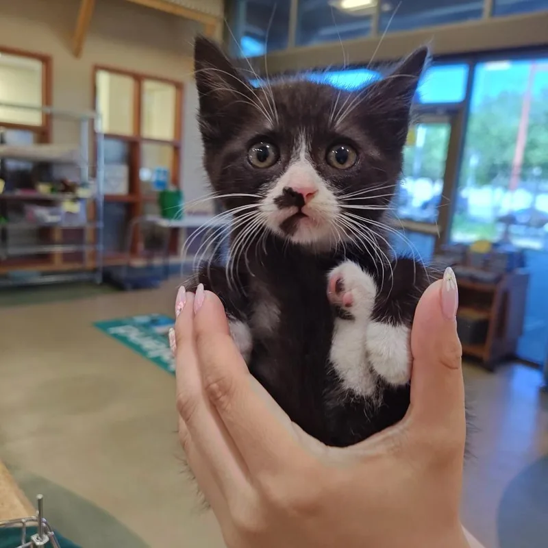 A baby small-sized male Black Domestic Medium Hair cat named Makani for adoption in Upland, CA