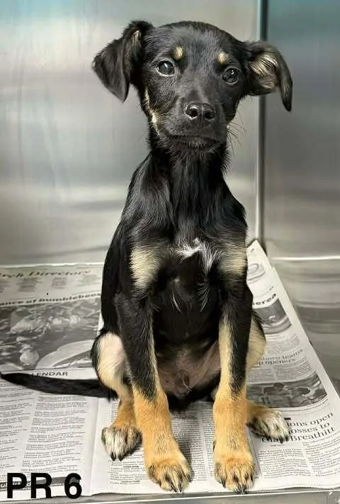 A baby small-sized male Tricolor (Brown, Black, & White) Terrier dog named Ace for adoption in Brewster , NY