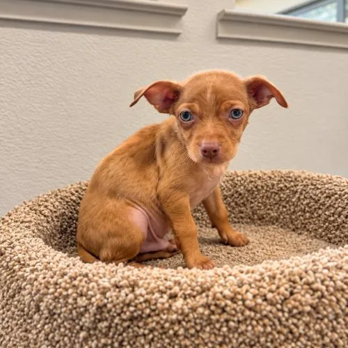 A baby small-sized male Chihuahua dog named Chestnut for adoption in Lathrop, CA