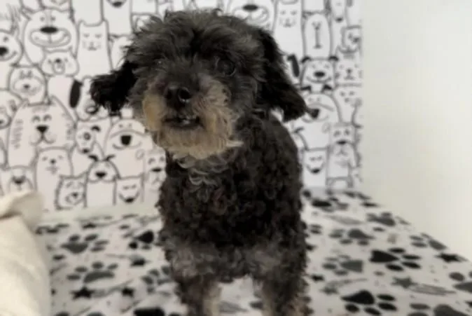 An adult small-sized female Poodle dog named Ginny for adoption in San Pedro, CA