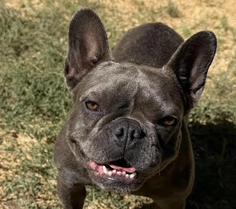An adult medium-sized female French Bulldog dog named Nova for adoption in San Ramon, CA