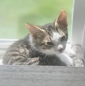 A young medium-sized male Tabby cat named Marshmallow for adoption in San Antonio, TX