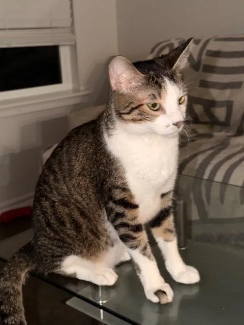 Marshmallow thumbnail 3