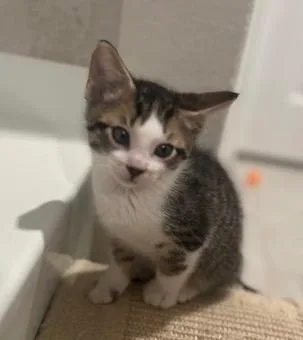 Marshmallow thumbnail 4