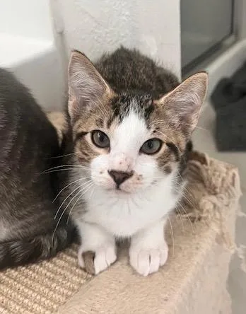 Marshmallow thumbnail 5