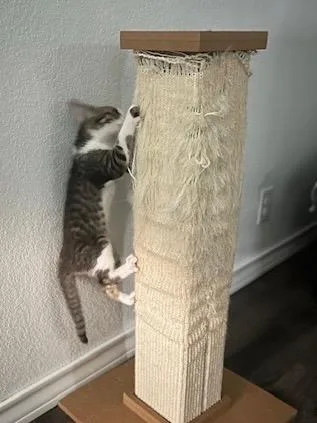 Marshmallow thumbnail 6