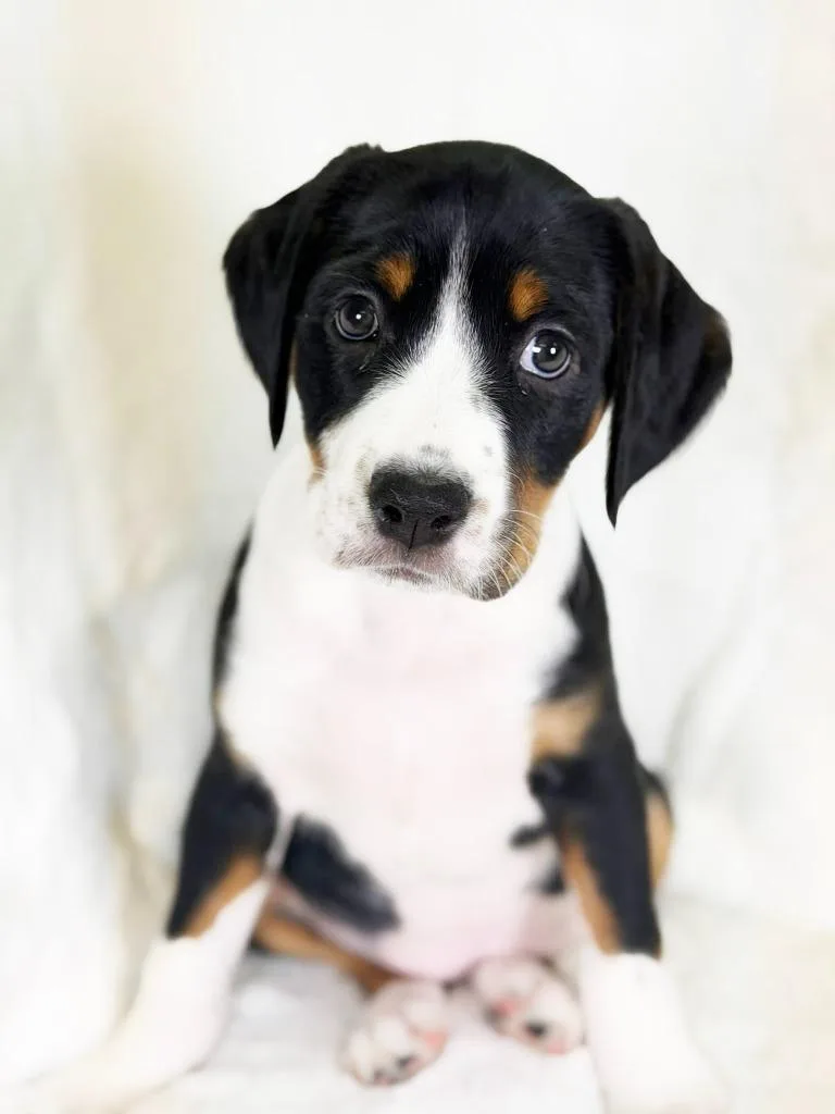 Herb Litter  Parsley