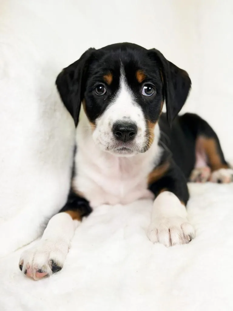 Herb Litter  Parsley thumbnail 2