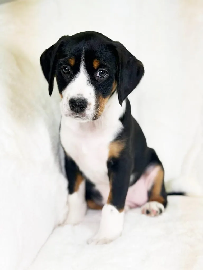 Herb Litter  Parsley thumbnail 3