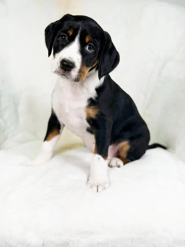 Herb Litter  Parsley thumbnail 4