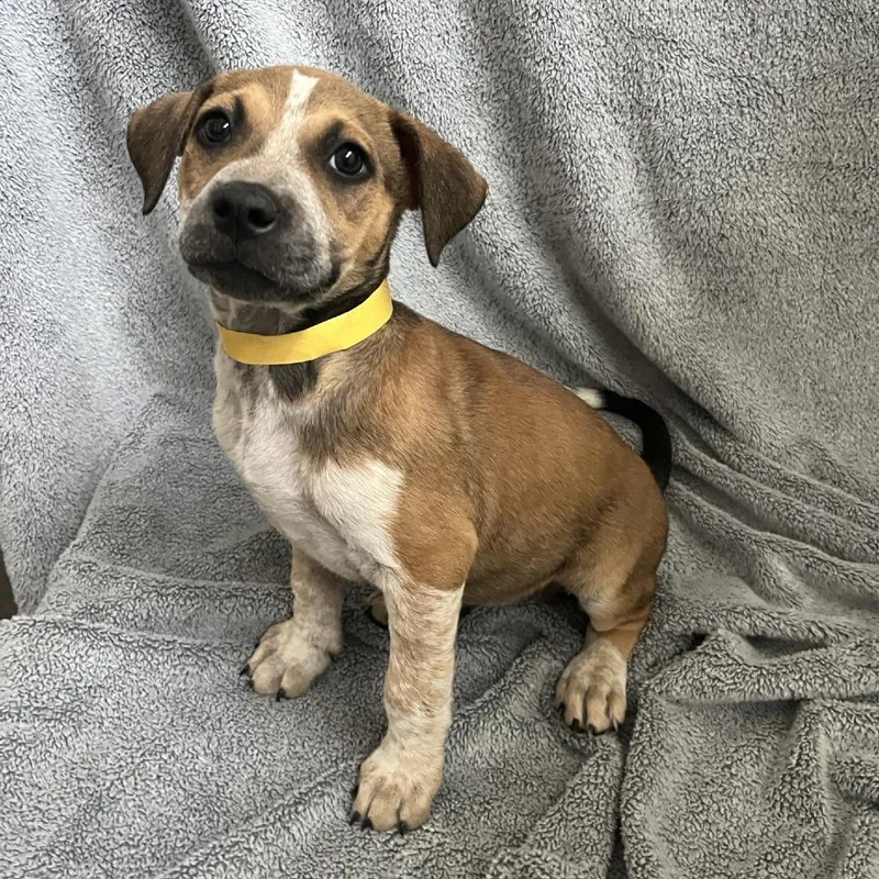 A baby medium-sized female White / Cream Cattle Dog dog named Goldie for adoption in Cashmere, WA