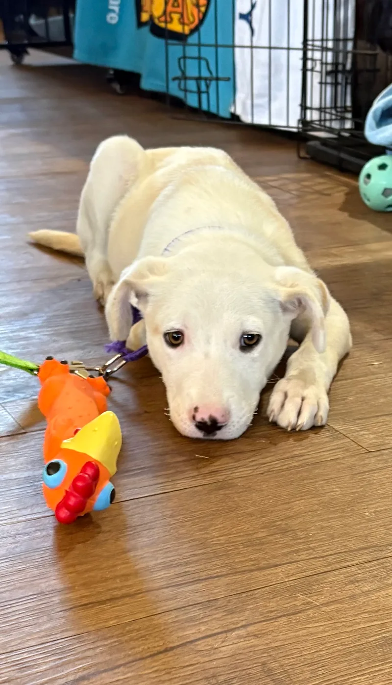 Tristian thumbnail 3