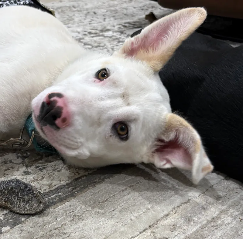 Tristian thumbnail 4