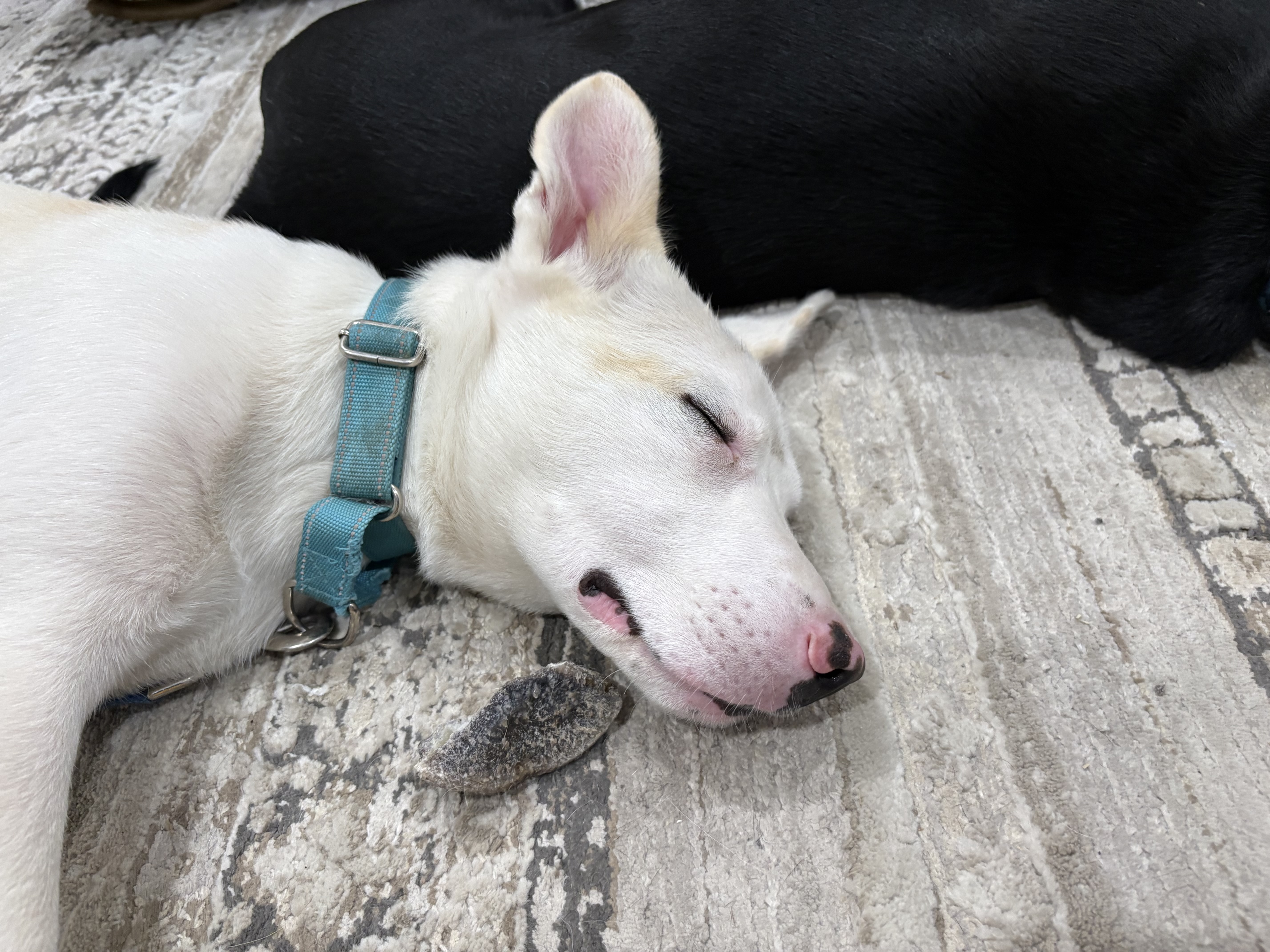 Tristian thumbnail 3