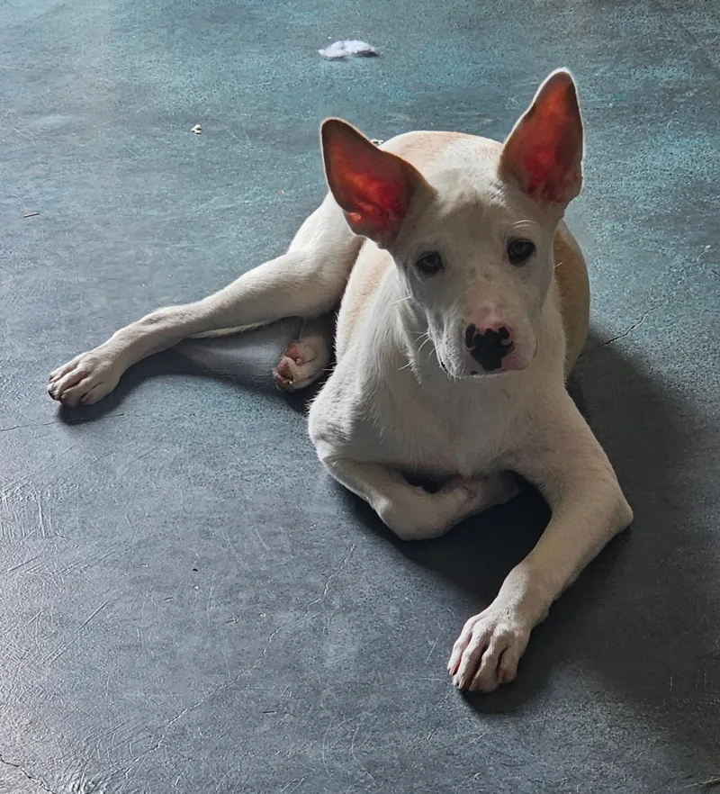 Tristian thumbnail 3