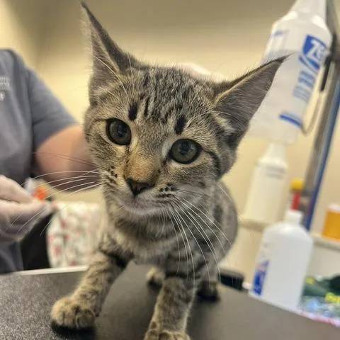 A baby small-sized female Brown / Chocolate Domestic Short Hair cat named Katara for adoption in Lake Panasoffkee, FL