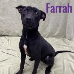 Farrah