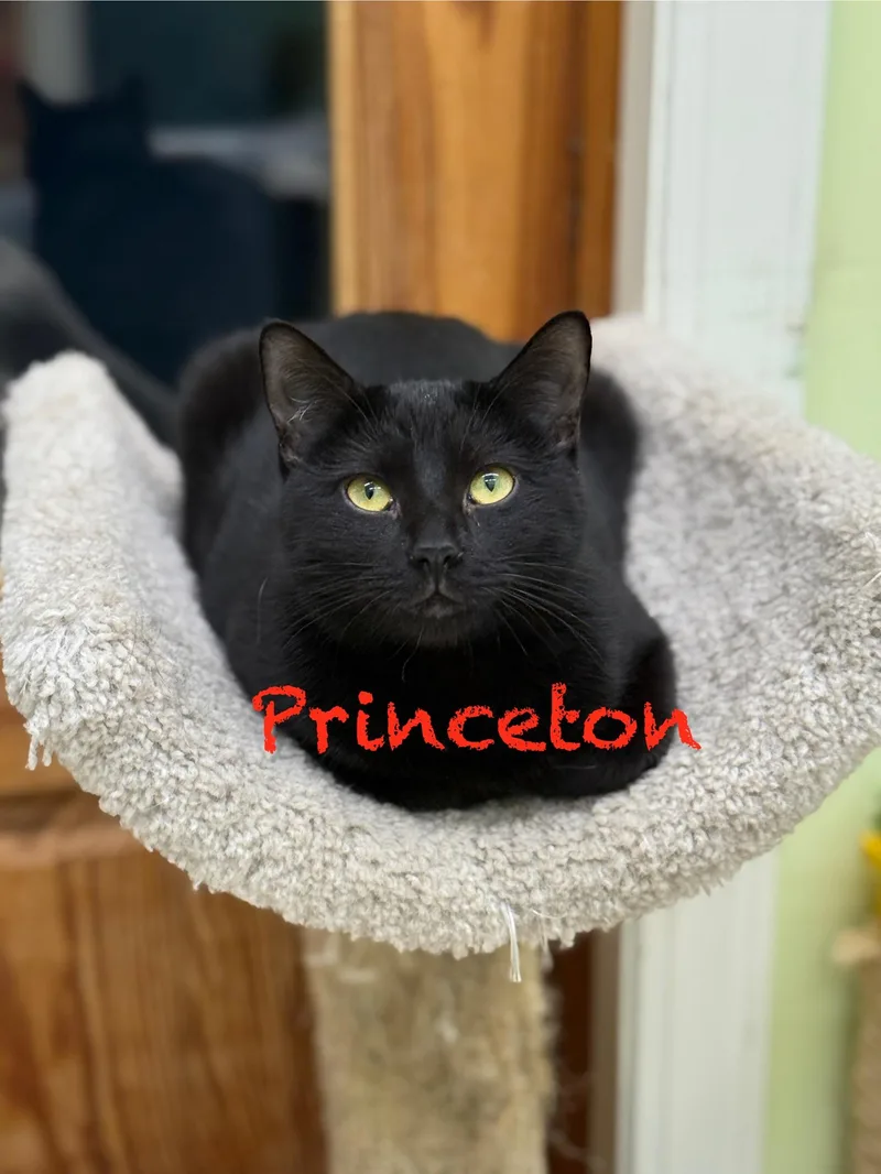 Princeton thumbnail 2