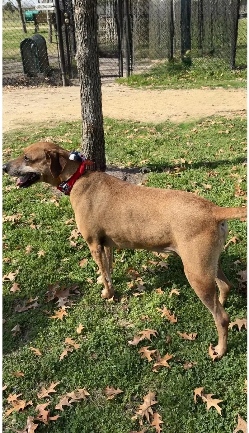 Big Ben  Sweet thumbnail 4