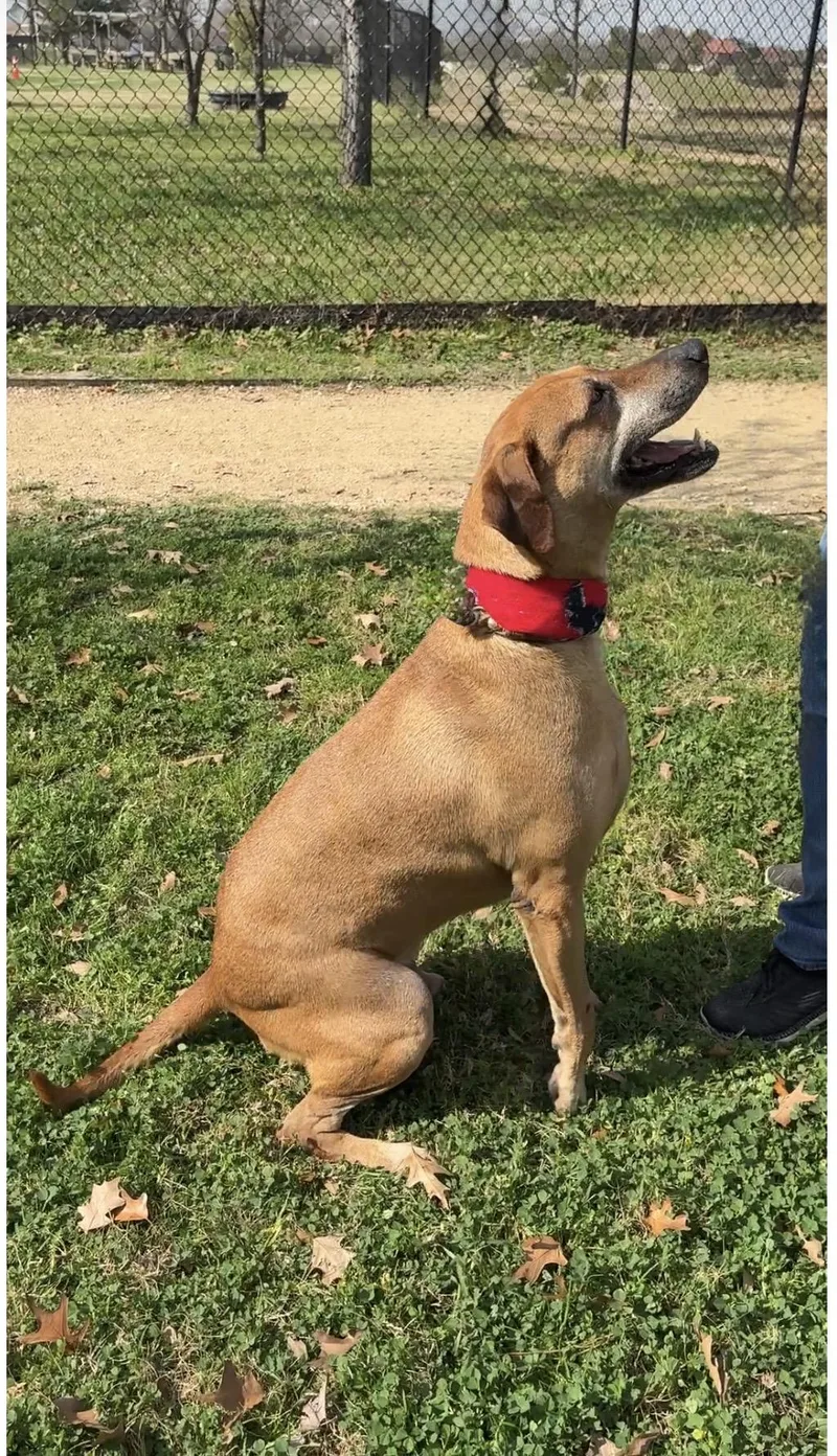 Big Ben Mellow Boy thumbnail 6