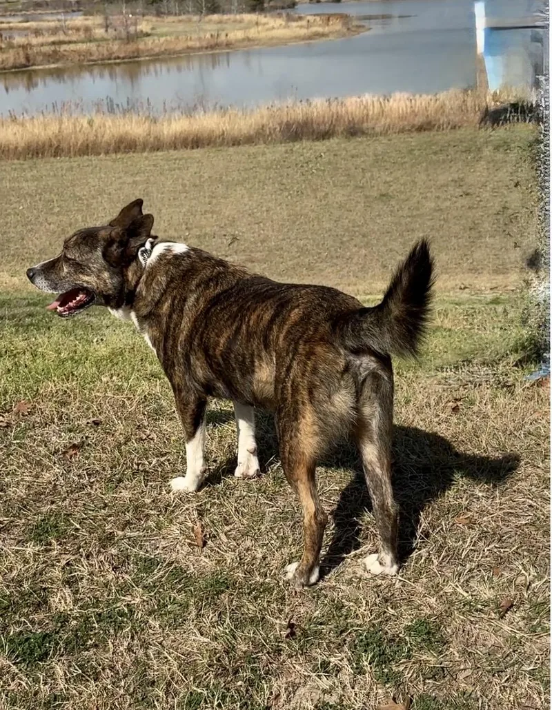 Machiata thumbnail 5