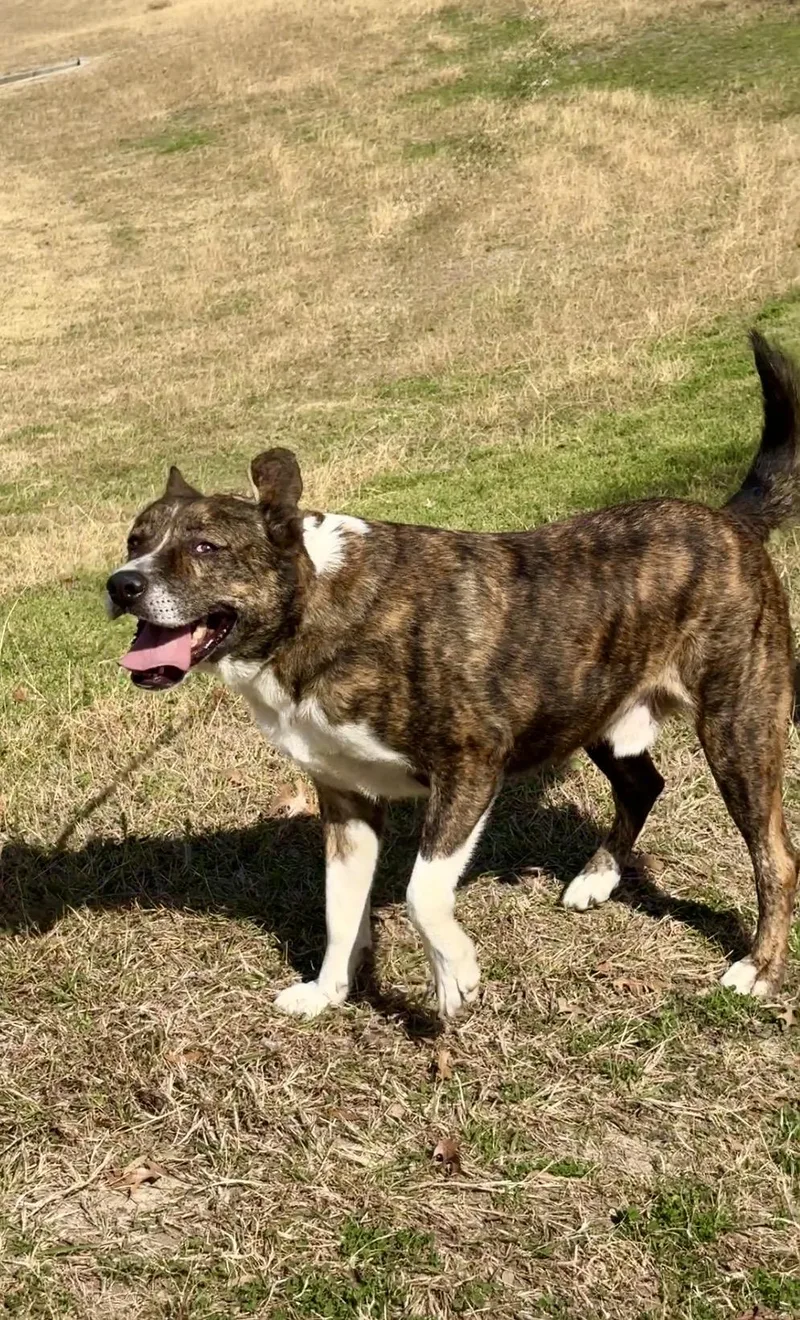 Machiata thumbnail 6