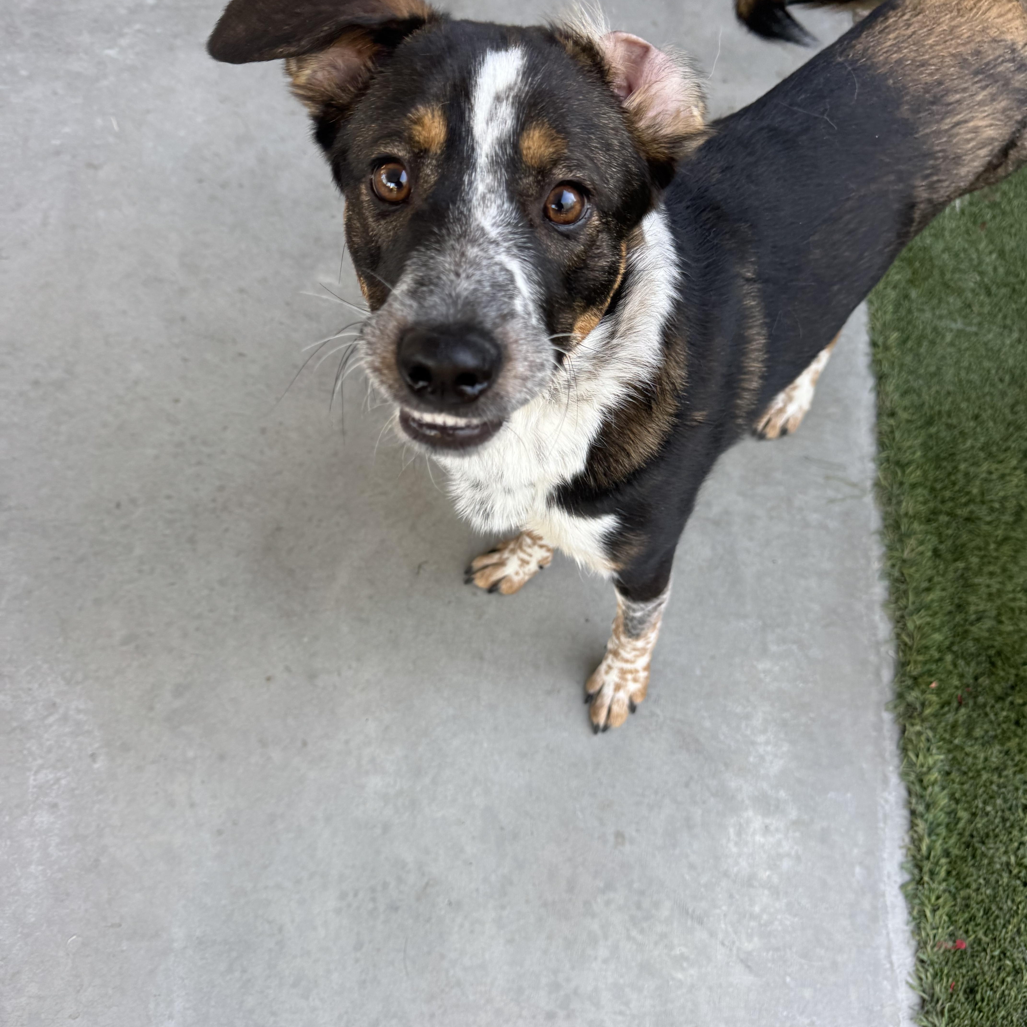 Wishbone thumbnail 2