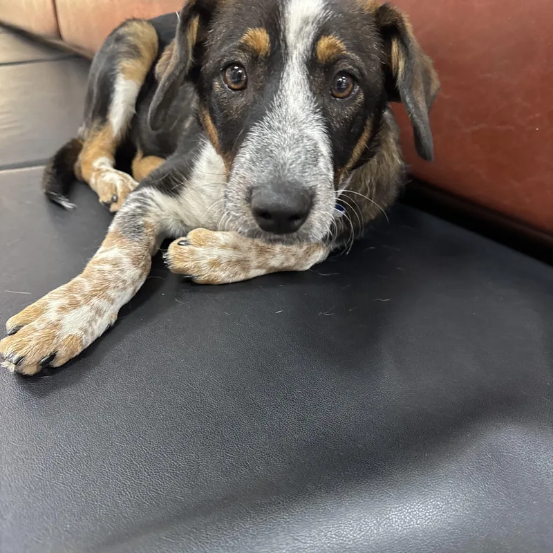 Wishbone thumbnail 3