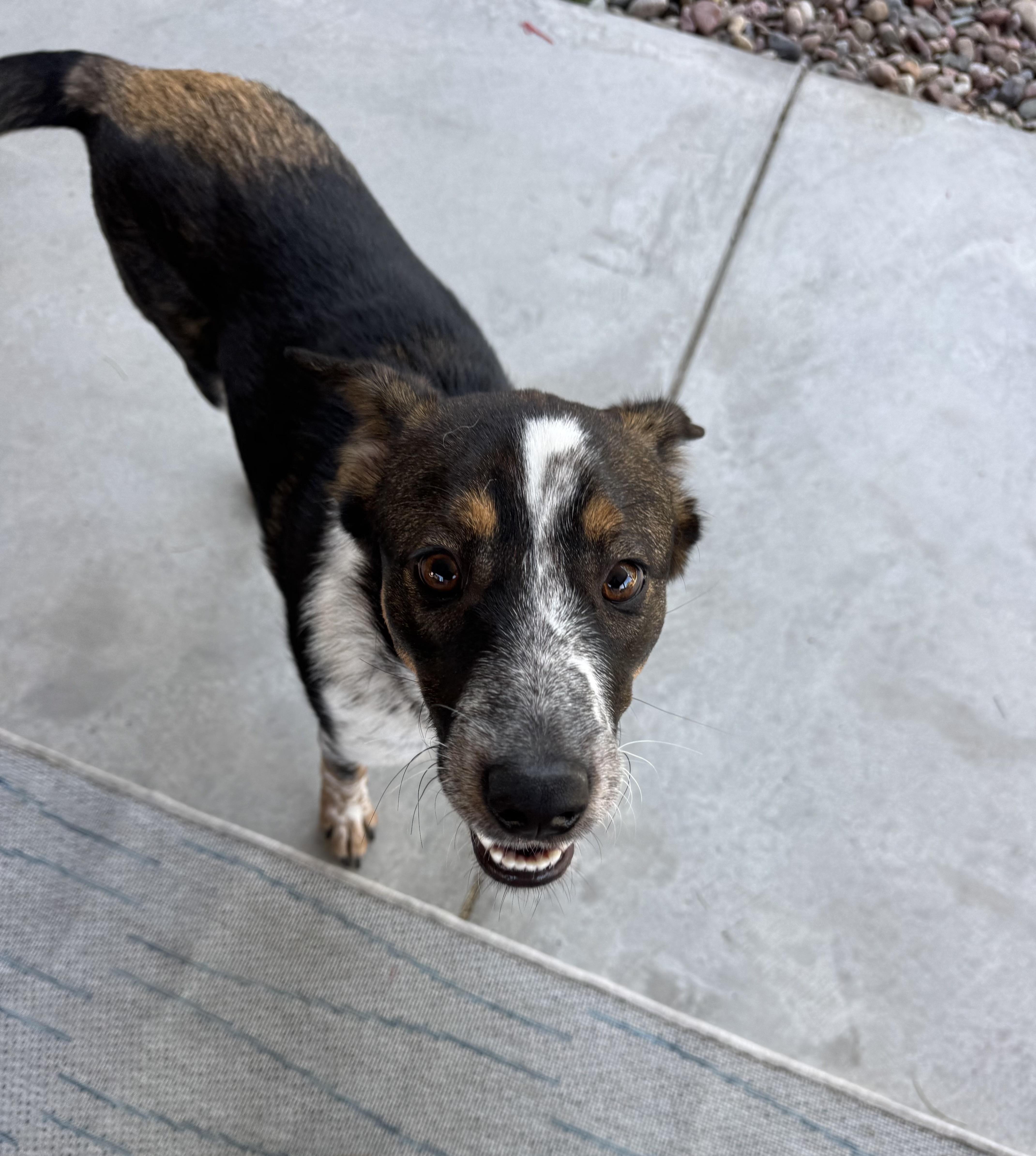 Wishbone thumbnail 4