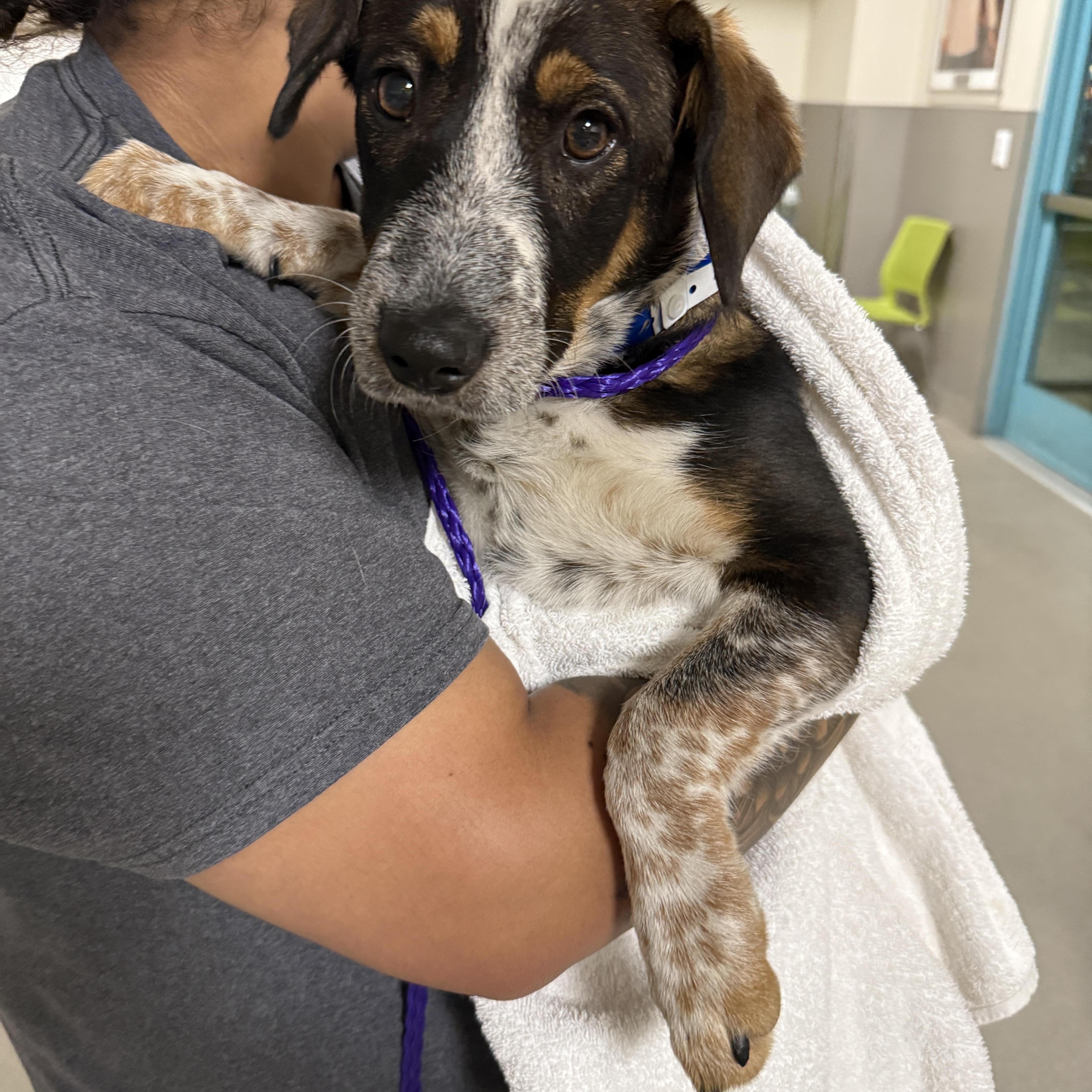 Wishbone thumbnail 5