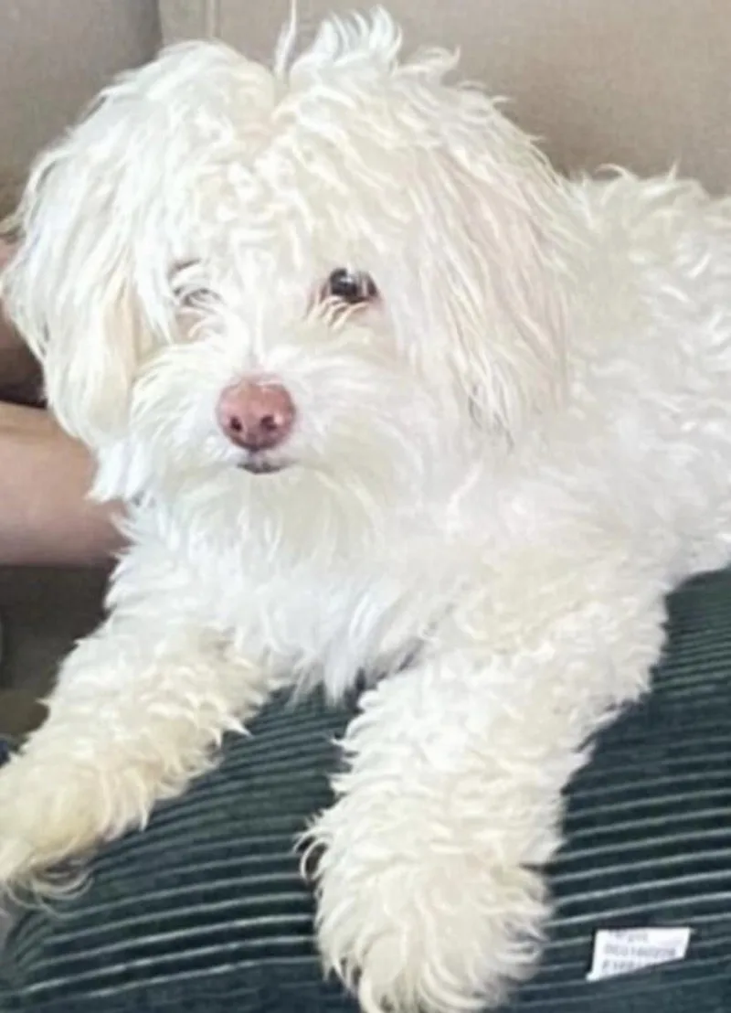 An adult small-sized male White / Cream Maltipoo dog named Cody for adoption in Oceanside, CA