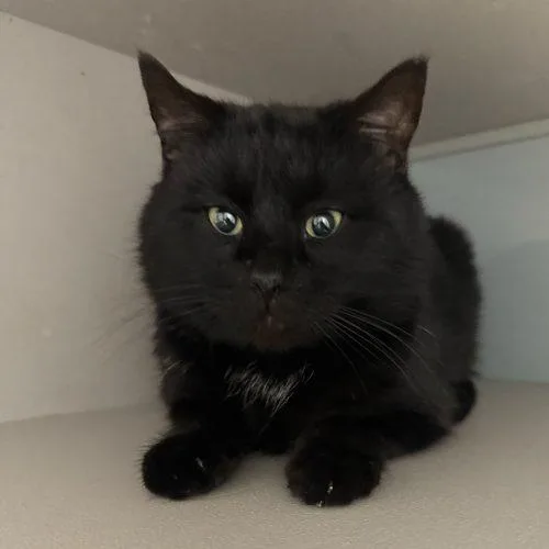 Brian Boitano thumbnail 2