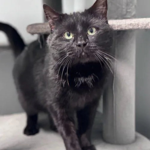 Brian Boitano thumbnail 3