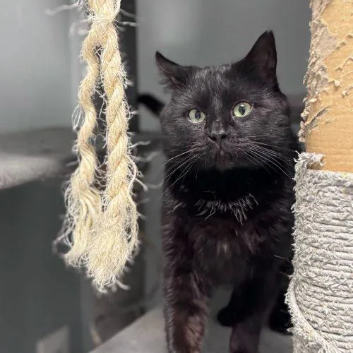 Brian Boitano thumbnail 4