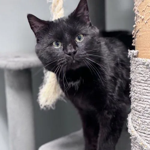 Brian Boitano thumbnail 5