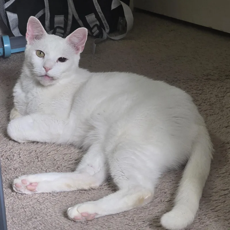 Mash Tato thumbnail 2