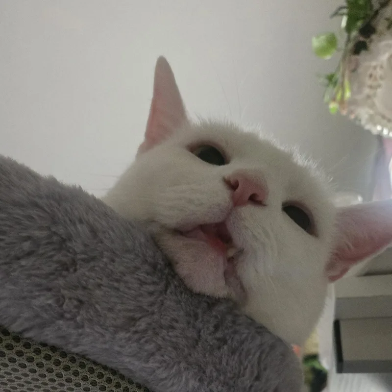 Mash Tato thumbnail 4