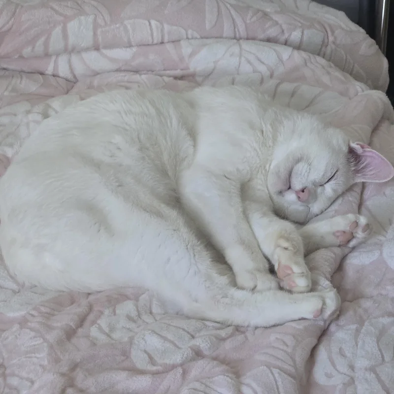 Mash Tato thumbnail 5