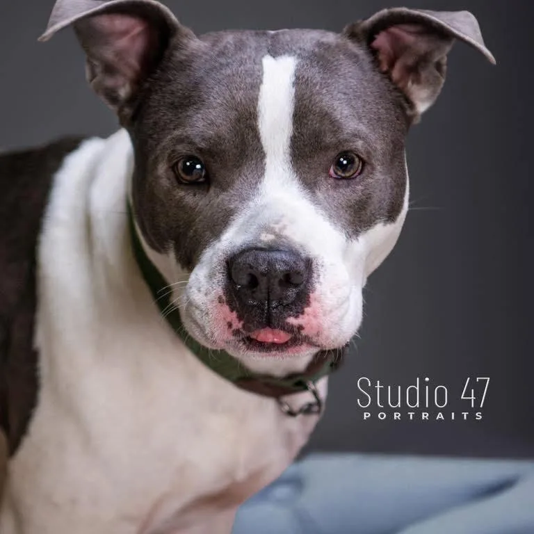 An adult medium-sized male Gray / Blue / Silver American Staffordshire Terrier dog named Blast for adoption in Pittsburgh, PA