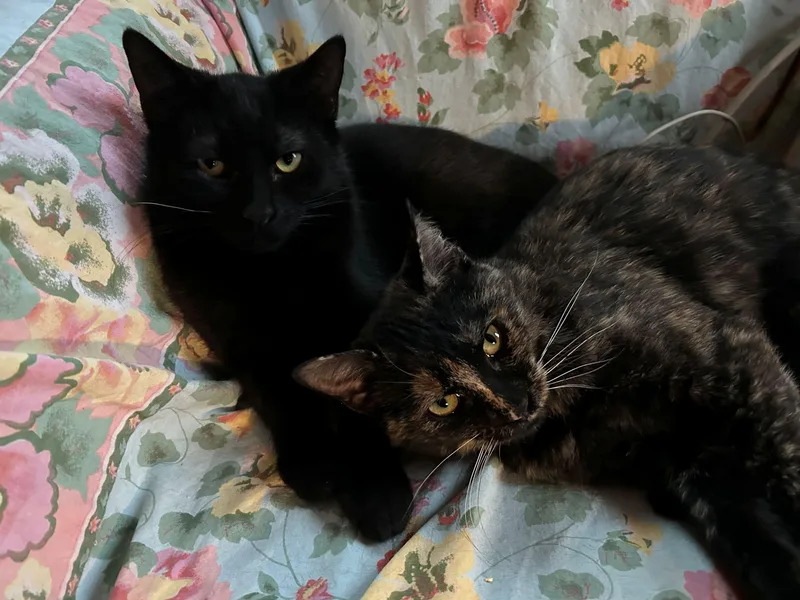 Calliope & Bono thumbnail 2